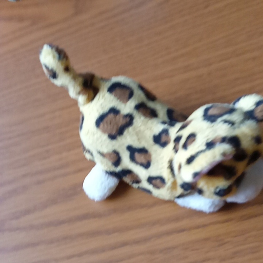 Cheetah - Picture 4 of 6